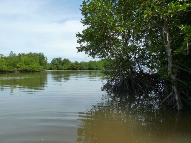 Mangrovenbäume wachsen im Gezeitenbereich des Flusses.